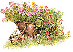 12 Blank Note Cards - Wheelbarrow full of flowers at Salt Spring Island, Britich Columbia.