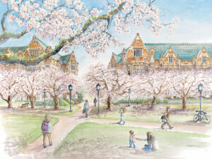 Cherry Blossoms, University of Washington - Limited Edition Print - Watercolor